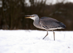 Grey Heron