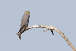 Grey Kestrel