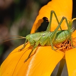 Great green bush cricket (Tettigonia viridissiam)  nymph 