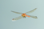 Male Common darter