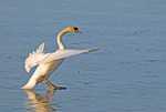 Mute Swan
