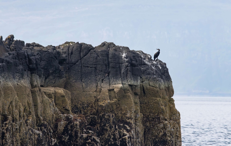 European Shag - Isle of Skye - Scotland