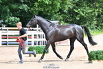 Trot Up 12pm to 1pm portfolio