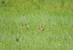 Black-tailed Godwits