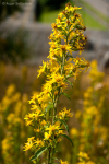 Goldenrod