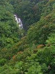In the Jungle