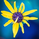 GL-09-Orange Cornflower