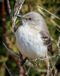 Bold Bird