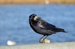 Rook