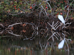 Great Egret reflection, Venice Rookery, Florida