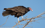 Turkey vulture