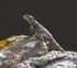 Star Agama (Lesvos)