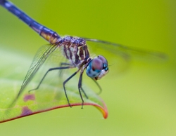 Dragonflies _0047
