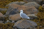 Common Gull