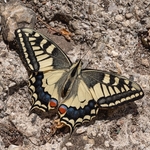 Common Swallowtail, (Papilio machaon) 