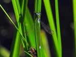 Emerald Damselfly