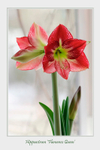 Hippeastrum 'Flamenco Queen'