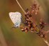 Common Blue Male
