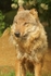 Grey Wolf - Kera (Colchester Zoo)