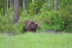 Brown Bear