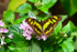 Malachite Butterfly