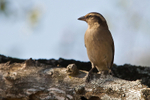 Yellow-throated Petronia portfolio