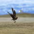 Great Skua chasing Arctic Tern, Jokulsarlon, Iceland