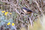 Southern Boubou portfolio
