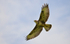 Common Buzzard