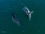 A Pair of Humpbacks Relaxing 6. DJI_0286