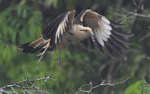Yellow-headed caracara