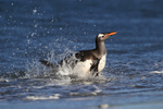 Gentoo Penguin lands late afternoon, Sea Lion Island, Falklands