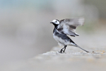 Pied Wagtail portfolio
