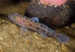 Thorogobious ephippiatus