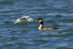 Bonaparte's Gull harassing Great Crested Grebe, Farmoor