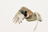 Little Bustard flying close view, Montgai, Catalonia, Spain