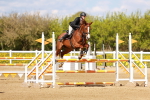 SBM_001850