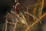 Macropodia rostrata