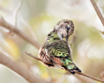 Anna's preening