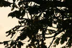 Evening tree _72