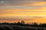 Murmurations at dusk, Avalon