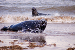Grey Seal