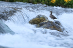 Harlequin Duck (female) at waterfall, River Laxa, Iceland