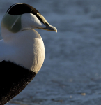 EIDER DUCK