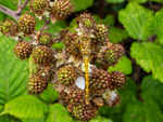 Ruddy Darter