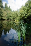 Soudley Ponds 2