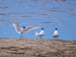Sandwich Terns