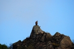 Griffon Vultures