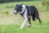 Skiddaw-1075