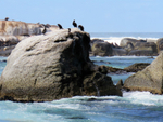 South Africa Cape Town Hout Bay granite rocks and cormorants